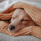 sleep awareness dogs