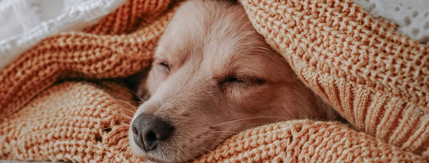 sleep awareness dogs