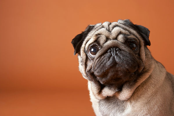 Brachycephalic Airway Disease in Dogs breeds Brachycephalic Airway Disease in Dogs breeds