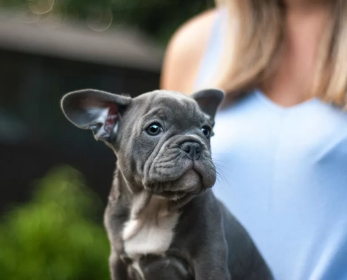 Brachycephalic Airway Disease in Dogs