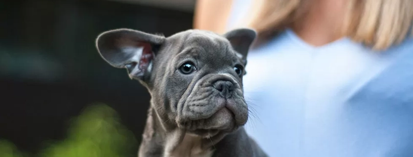 Brachycephalic Airway Disease in Dogs