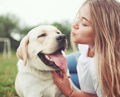 cruciate ligaments dogs