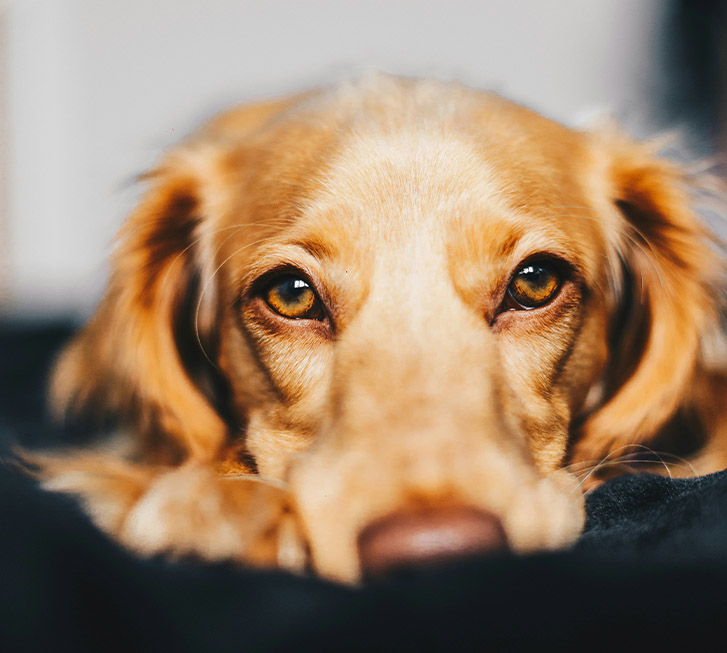 cruciate ligaments dogs cruciate ligaments dogs