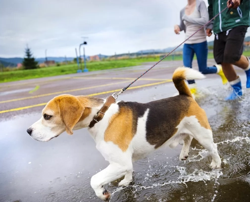 Dog Leptospirosis Risk