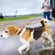 Dog Leptospirosis Risk