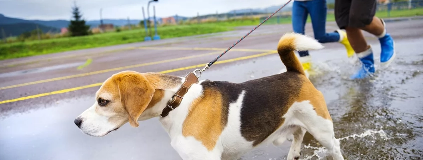 Dog Leptospirosis Risk