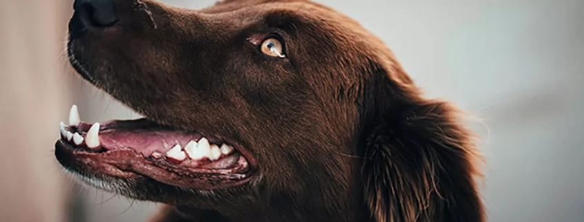 the perfect example of perfect doggy teeth