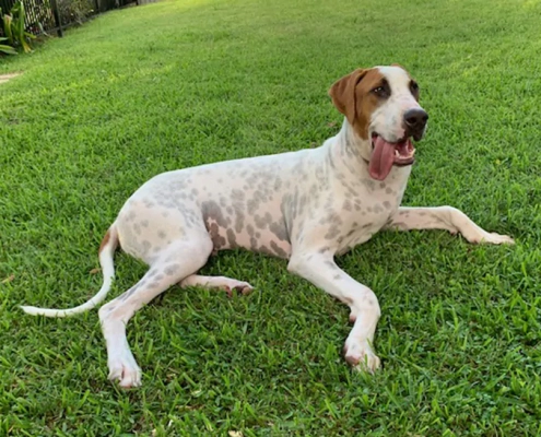 pet choking prevention day