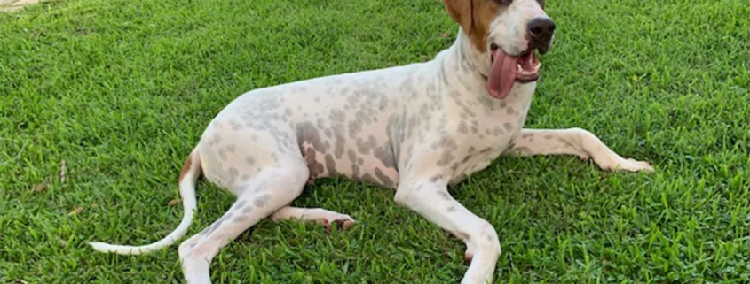 pet choking prevention day