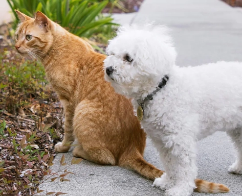 all vets accept pet insurance