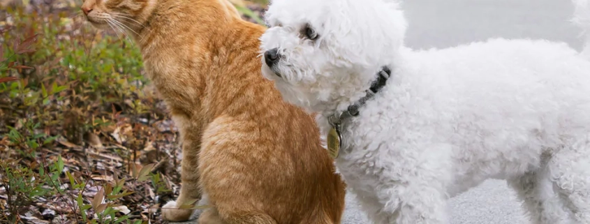 all vets accept pet insurance