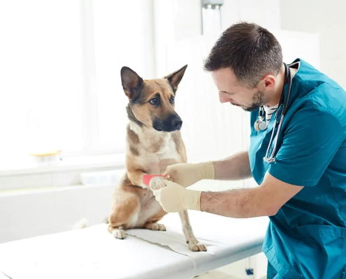 soft tissue trauma dogs