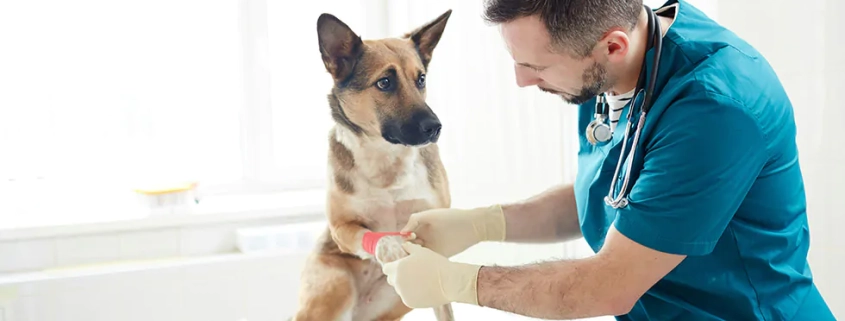 soft tissue trauma dogs