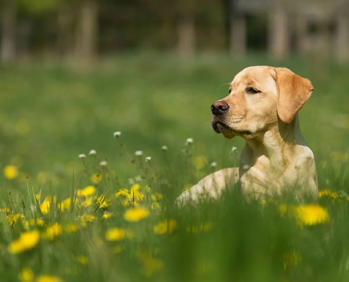 allergy prevention spring
