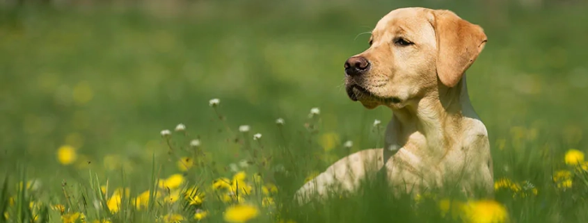 allergy prevention spring