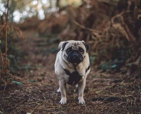 Tick season warning dogs