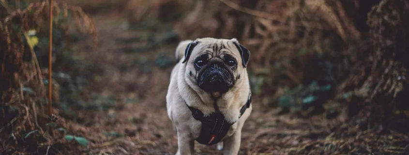 Tick season warning dogs