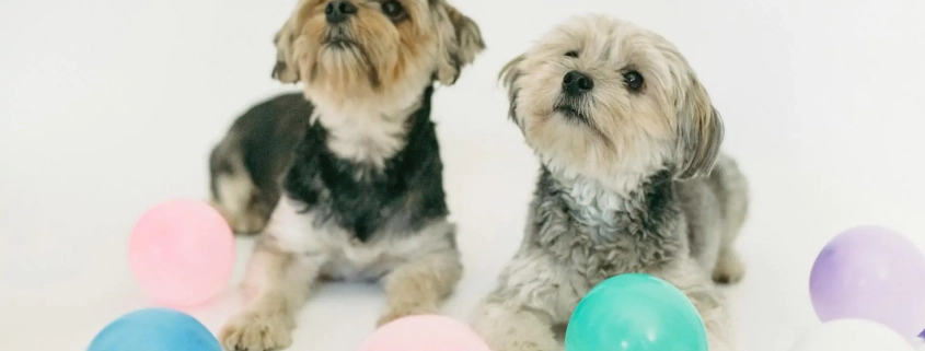 11 Best Guide Dog Breeds and Why They're Perfect Companions Pet Insurance Australia