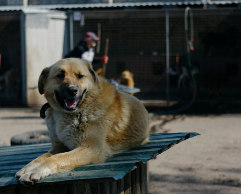 Bringing a Rescue Dog Home What You Need to Know