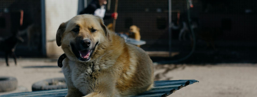 Bringing a Rescue Dog Home What You Need to Know