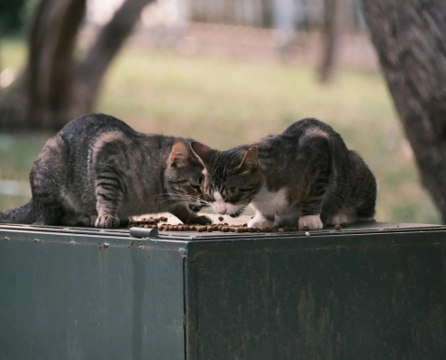 What Can Cats Not Eat Toxic Things for a Cat to Eat