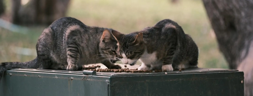 What Can Cats Not Eat Toxic Things for a Cat to Eat