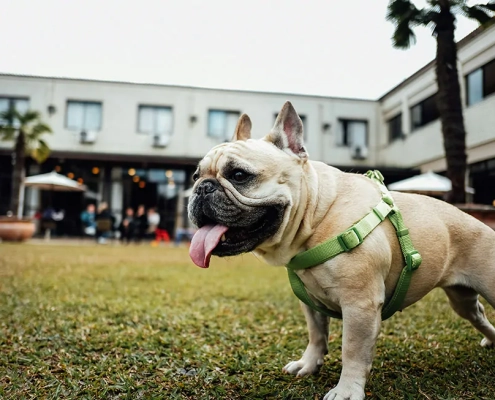 heatwave warning pets