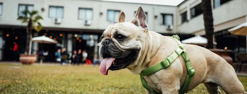 heatwave warning pets