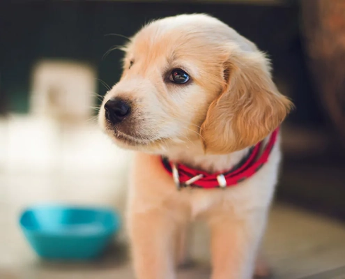 top family friendly dog breeds