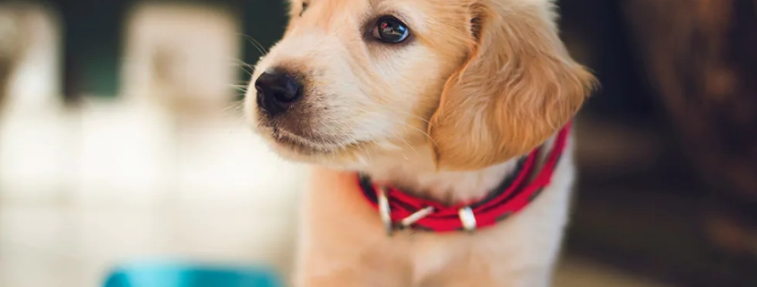 top family friendly dog breeds