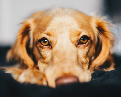 keep pets safe new years