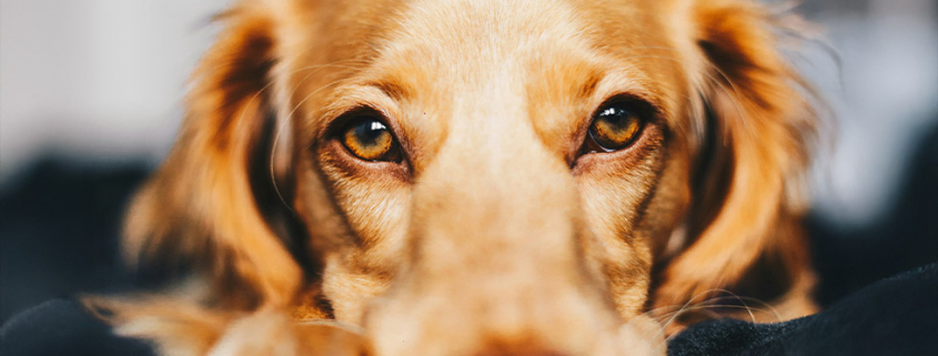 keep pets safe new years