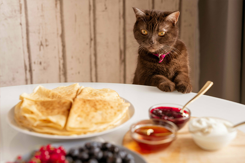 nutrition tips pets cat nutrition tips pets cat