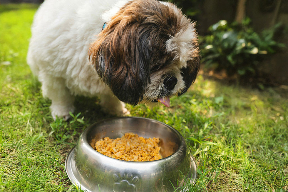 nutrition tips pets nutrition tips pets