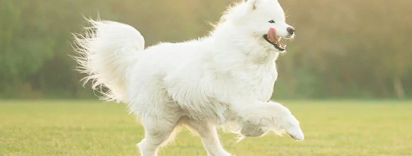 happy dog running