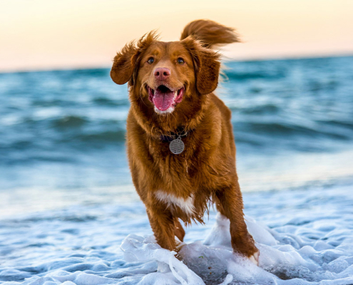 Dogs should be exercised adequately to avoid issues from obesity.