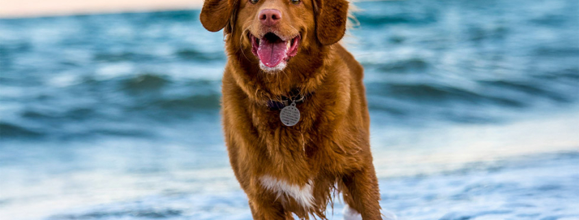 Dogs should be exercised adequately to avoid issues from obesity.