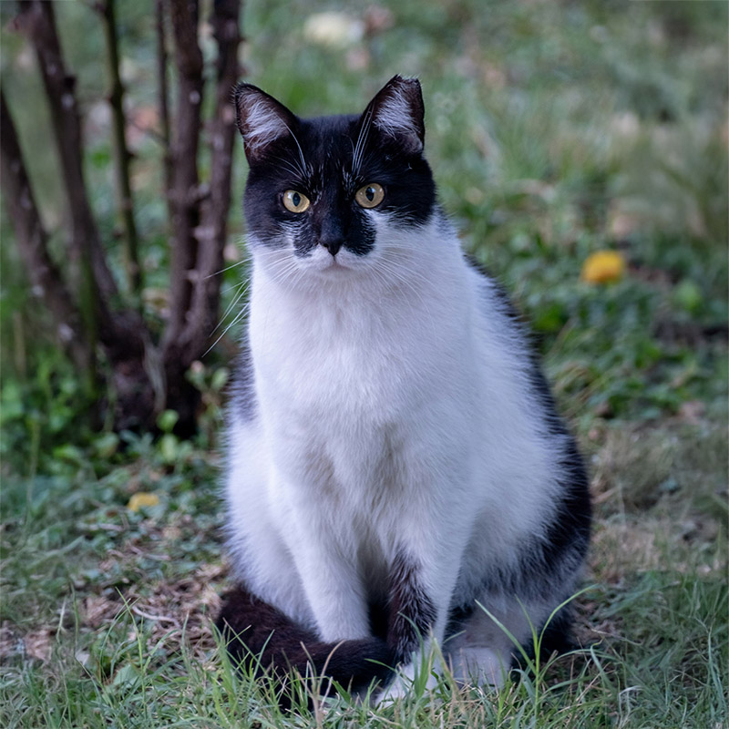 Keeping cats at their optimal weight is paramount to prevent issues related to obesity. Keeping cats at their optimal weight is paramount to prevent issues related to obesity.