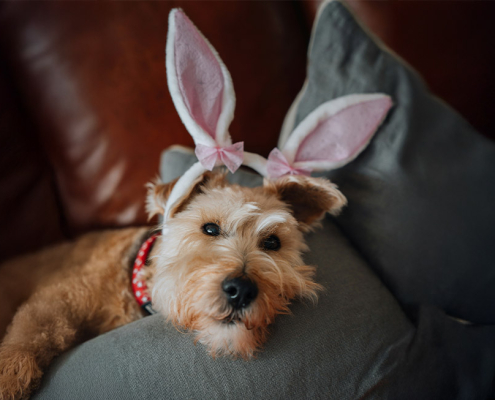 easter safety tips pets