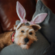 easter safety tips pets