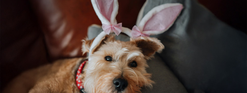 easter safety tips pets