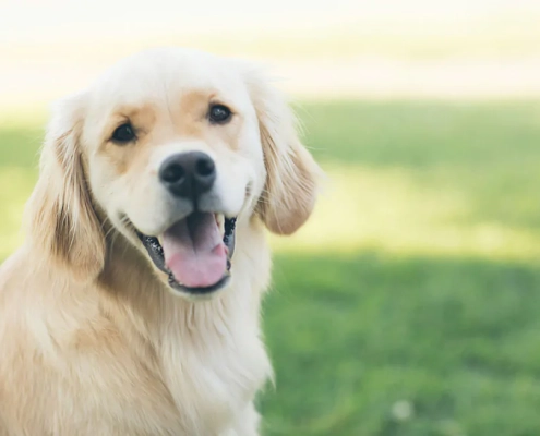 easter safety tips pets2