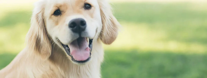 easter safety tips pets2