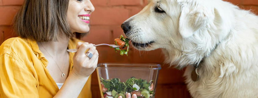 feeding pets human food