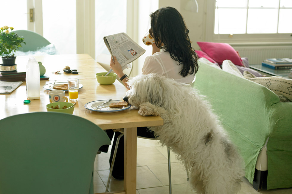 feeding pets human food2 feeding pets human food2