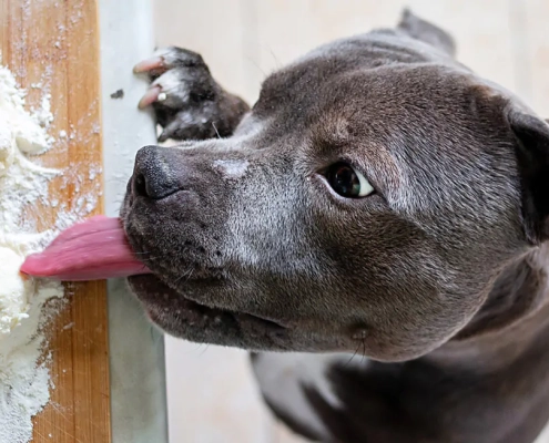 hidden danger foods pets