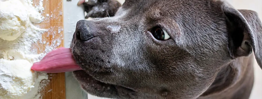 hidden danger foods pets