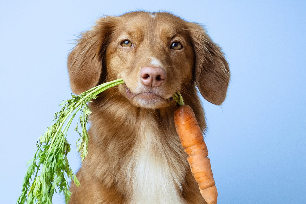 hidden danger foods pets2 hidden danger foods pets2