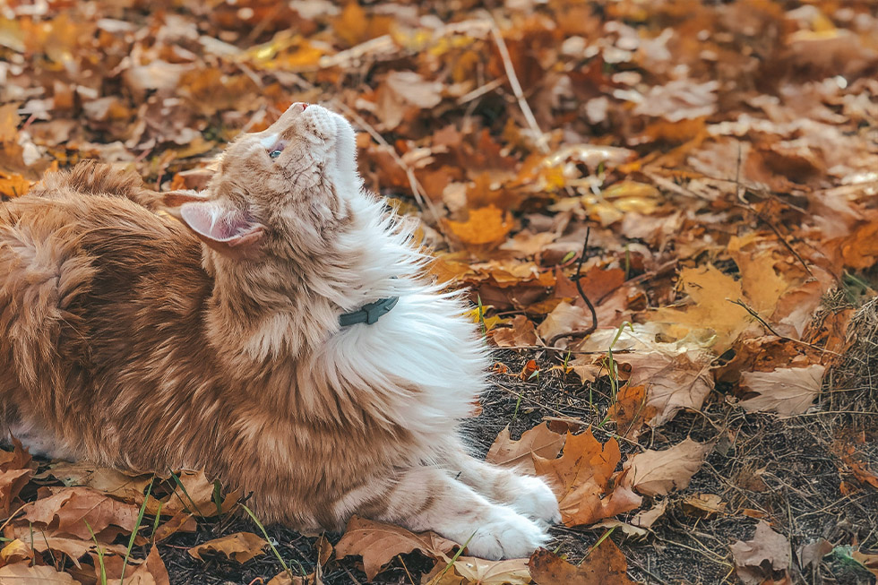 pets autumn cat