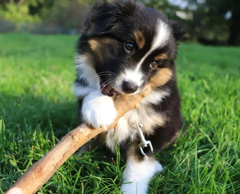 puppy teething